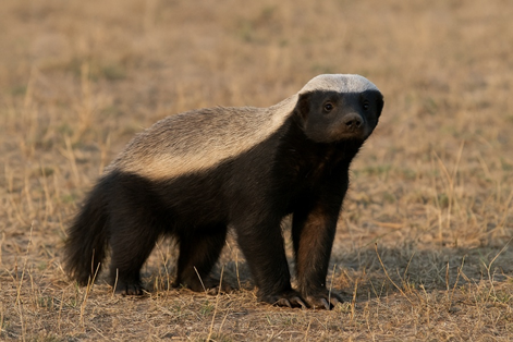 Honey Badger Animal